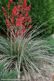 Image result for Yucca