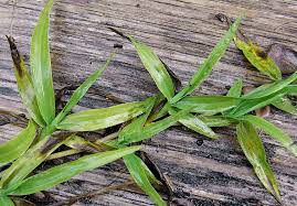 Image result for Paspalum conjugatum