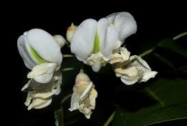 Image result for Craibia zimmermannii