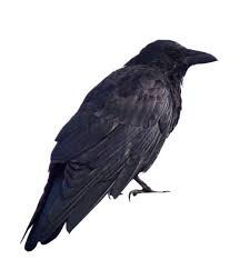 Crow Png Png Photo Background Images Hd Crow