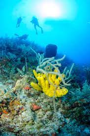 Belize Dive Tours Marine Reserves Belize Tours Belize