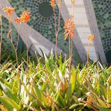 Come shop the best and biggest selections for succulents today! 2xysaglxpoawqm