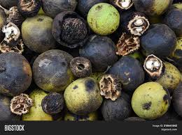 The black walnut tree has dark, deeply fissured bark and grows to between 75 and 130 ft. Eastern Black Walnut Image Photo Free Trial Bigstock