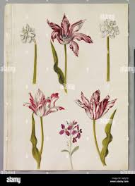 Image result for Englerina inaequilatera