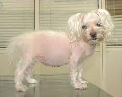 Canine Cushing S Disease Spot Speaks