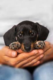 Black And Brown Sausage Dog Puppy Black And Tan Dachshund Black And Tan Dachshunds Black And Tan Sausage Dog Black And Tan Weiner Dog Black And Tan W Cute Baby Animals Puppies Dachshund Puppies