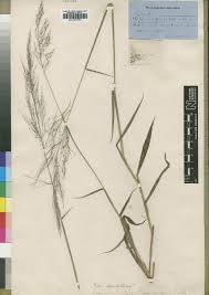 Image result for Melinis longiseta