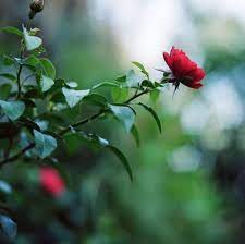 Floral Macro Photography On A Budget No Macro Lens Needed Shoot It With Film Macro Photography Macro Lens Photography