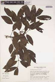 Image result for Polysphaeria