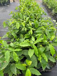 Image result for Coffea