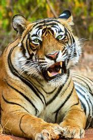 Smiling Tiger Photograph At Betterphoto Com Cute Cats And Dogs Tiger Wild Cats