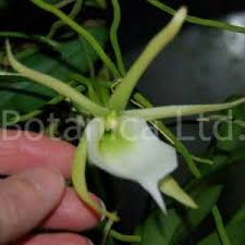 Image result for Rhipidoglossum