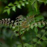 Image result for Harrisonia