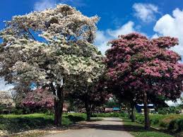 Pokok kelat paya atau nama saintifiknya syzygium myrtifolium tergolong dalam famili myrtaceae. Keindahan Sakura Bakal Warnai Pulau Besar