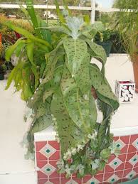 Plantfiles Pictures Donkey Ears Life Plant Kalanchoe Gastonis Bonnieri By Larryo21 Succulent Garden Design Plants Trees To Plant