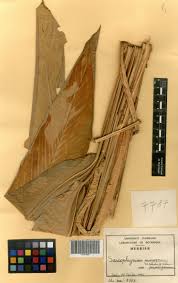 Image result for Sarcophrynium prionogonium