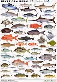 Australian Seafood Industry Products To Take Centre Stage Types Of Fish Fish Chart Fishing Australia
