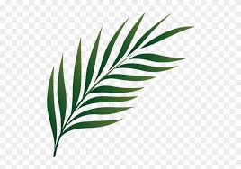 Aesthetic palm leaf png, transparent png, free download. Palm Leaf Icon Png Clipart 277368 Pikpng