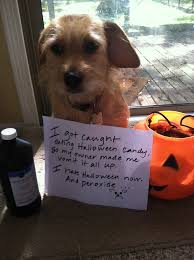 Dog Shame I Got Caught Eating Halloween Candy So My Owner