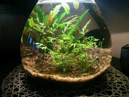 Aquascape Ideas Aquascape Definition