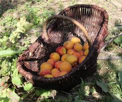 More images for panier de recolte en osier » Panier A Recolte Vigneron En Osier Moyen Modele 45 Cm Forges Et Jardins