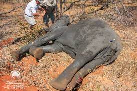 🐘 ~ Elephant Snare Removal... - Victoria Falls Wildlife Trust | Facebook