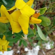 Image result for Crotalaria retusa
