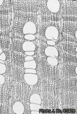 Image result for Annickia