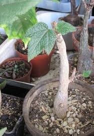 Image result for Obetia