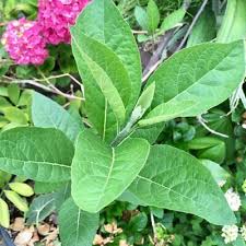 Image result for Vernonia amygdalina