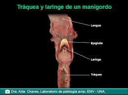 El procedimiento quirúrgico de la traqueotomía, implicando una incisión en la tráquea de la aerovía decannulation o retiro accidental del tubo de la traqueotomía. Anatomia De Animales Silvestres