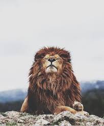 Lion Animals Cute Animals Animals Beautiful
