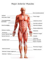 Start studying muscles of the body. Human Muscles Labeled Diagram For Kids Body Muscle Chart Body Muscles Names Muscle Names