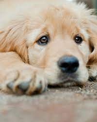 Golden Puppy Puppies Cute Puppies Retriever Puppy