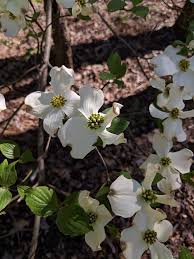 Southern ontario, deciduous forests of eastern north america. Cornus Florida Flowering Dogwood North Carolina Extension Gardener Plant Toolbox