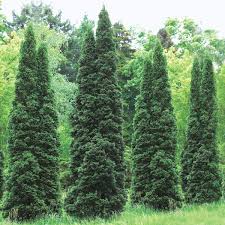 If you are looking for an evergreen hedge without the extreme height of the thuja green giant or the leyland cypress this gorgeous arborvitae is a perfect choice. Thuja Green Giant Arborvitae 5 Potted Plants By Thuja Green Giant Arborvitae By Greenwoodnursery Com Buy Online In United Arab Emirates At Desertcart Ae Productid 37807229