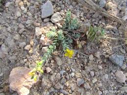 Image result for Suaeda merxmuelleri