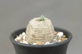 Image result for Trochomeria