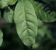 The sourwood grows well in the southeastern united states in zones 5 to 9. What Tree Is It Oplin