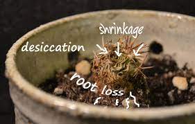 The difference lies in the small round area watering your cactus in cold temperatures can damage or kill your plant, because the stored water. How To Kill A Cactus Gardening Thyme