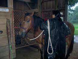 Still Have To Do Your Groundwork Even In The Rain Picture Of Adventure Horse Riding In Nys Westernville Tripadvisor