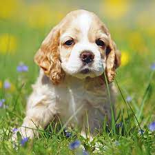 These dogs, by default, will have a score of u, for unknown. 1 Cocker Spaniel Puppies For Sale In Austin Tx