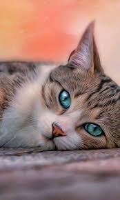 Bir Kedi Sahibi Olmanin Bilims Patiliyo Com