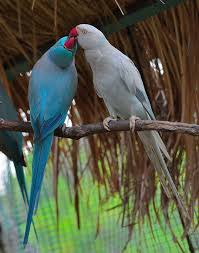 We did not find results for: Blue Indian Ringneck Parrot Mutations Project Noah