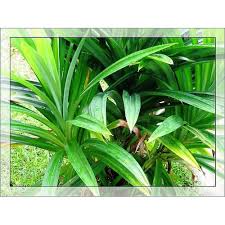Bunga biasanya digunakan untuk mempercantik halaman atau bahkan mempercantik. Bunga Jadi Bibit Tanaman Pandan Wangi Bukan Benih Harga Termurah Shopee Indonesia