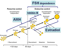 Figure 3 In Contrast To The Other Known Ovarian Reserve