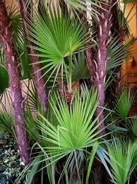 Image result for Acoelorrhaphe wrightii