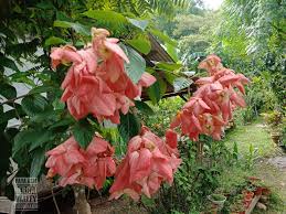 Janda kaya (film pendeke wong indramayu juntikedokan). Qudrifarm Pokok Janda Kaya Mussaenda Erythrophylla Facebook