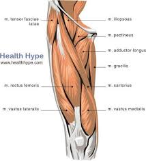 Anterior Thigh Muscles Upper Leg Muscles Quad Muscles