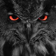2 Milly Has Night Vision Like An Owl Another Of Her Many Superpowers Milly Is Very Afraid Of The Night Time So It Is A Gift That She I Owl Photos